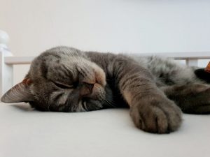 Katzenjahre in Menschenjahre umrechnen by Mywhispercats.com