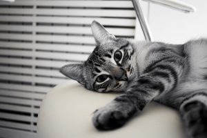 10 interessante Fakten über Katzen die du kennen solltest.